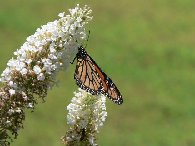 Butterfly on flowers